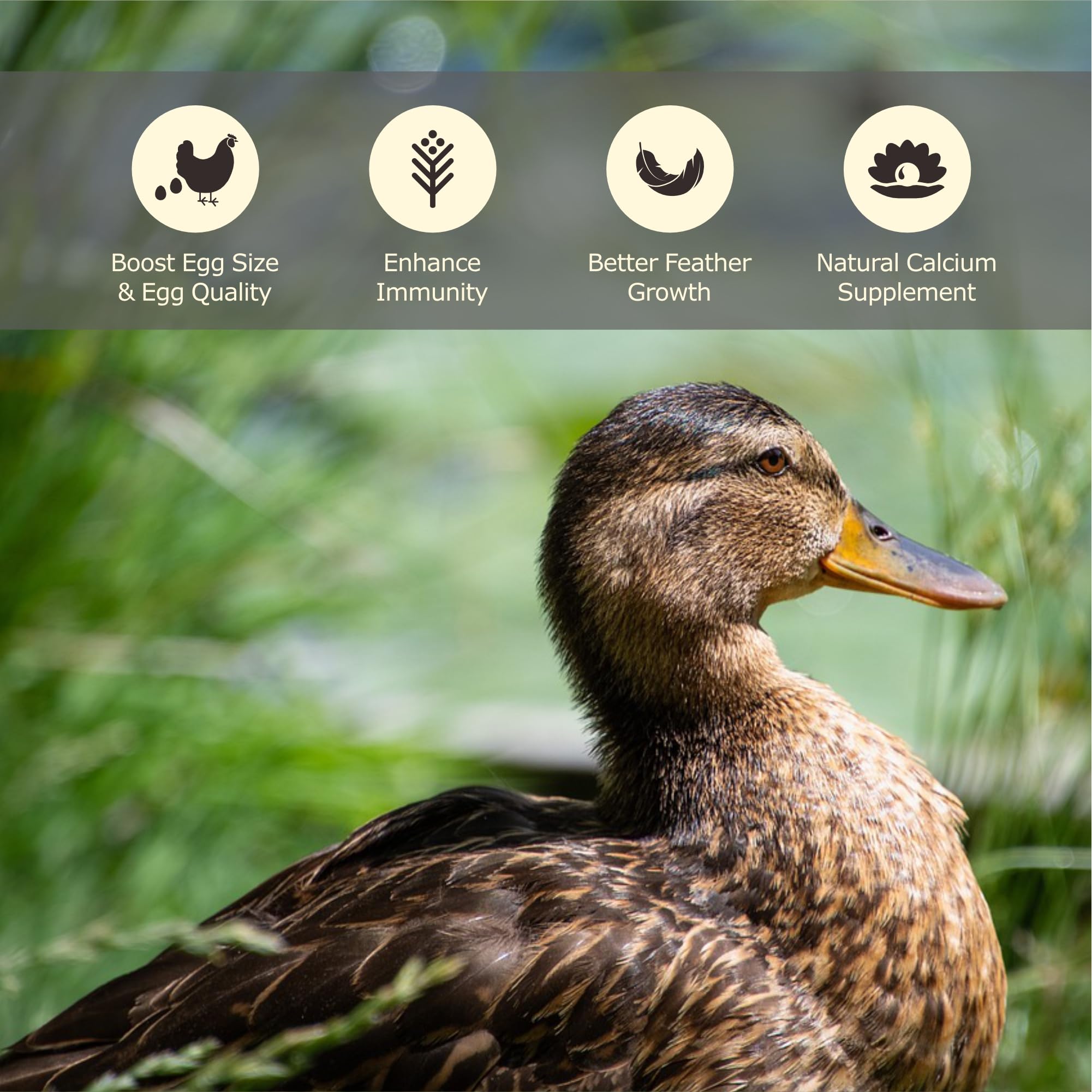 WORMSKING BSF – sans additifs, option naturelle pour l’alimentation animale.
