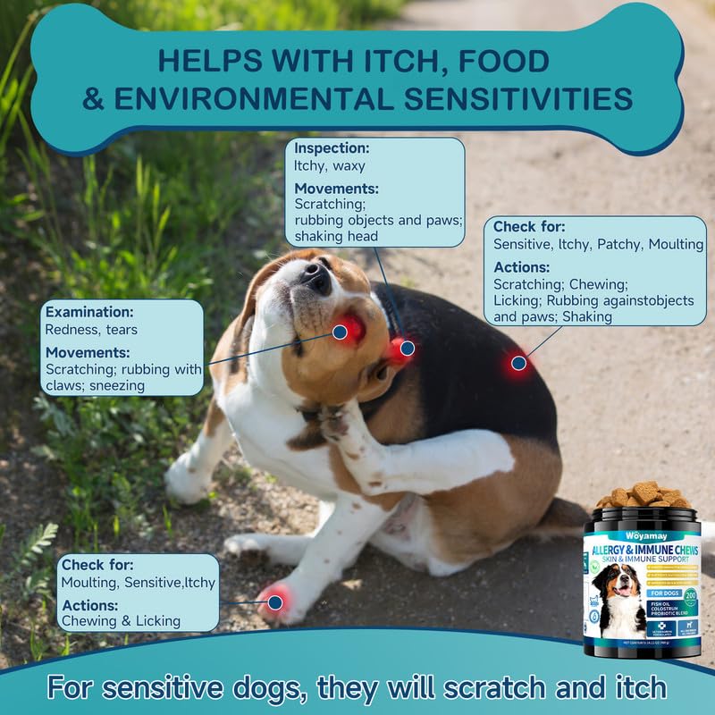 Woyamay – gommes chien saveur poulet, récompense et routine.