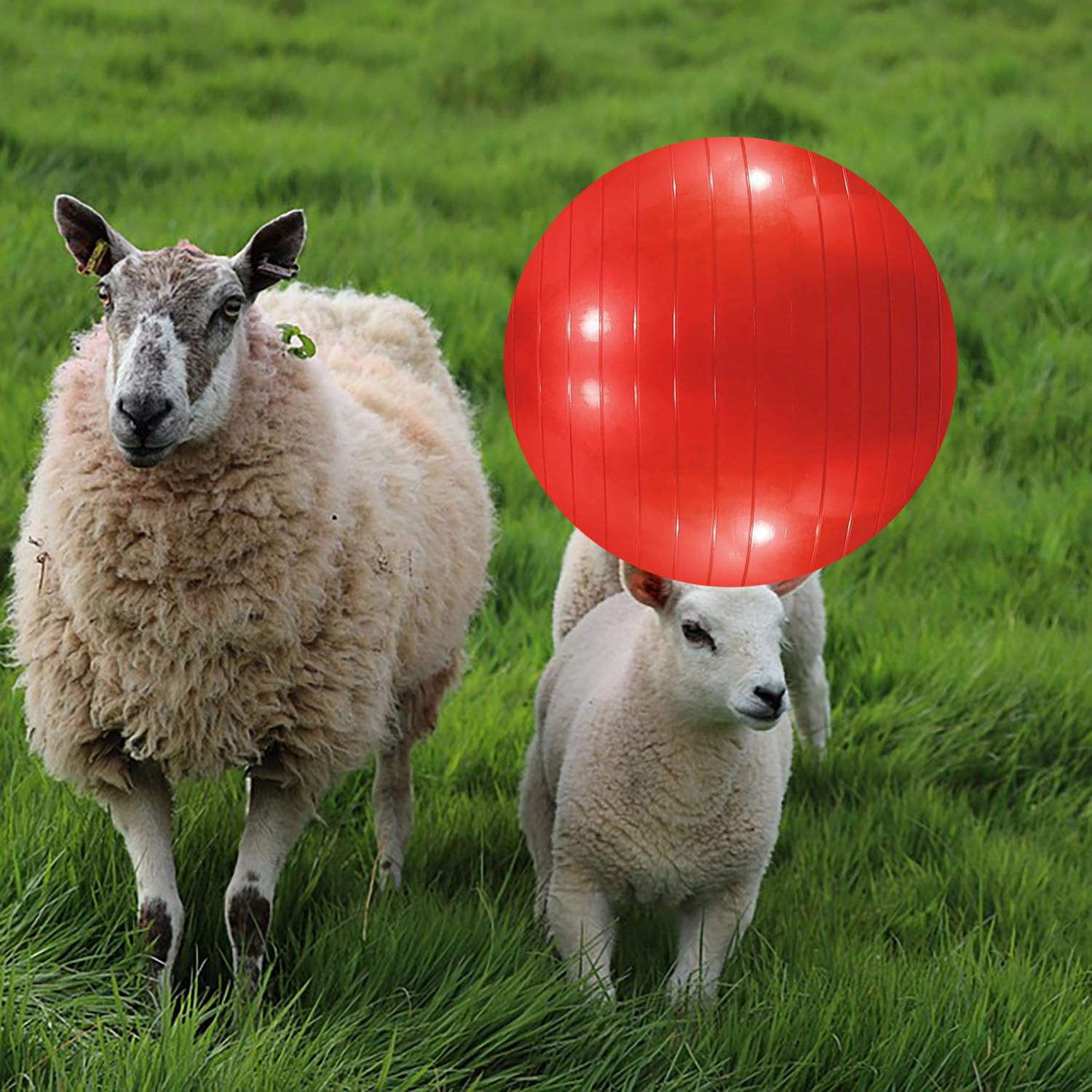 WoYous pompe d’inflation incluse, inflation rapide et pratique.
