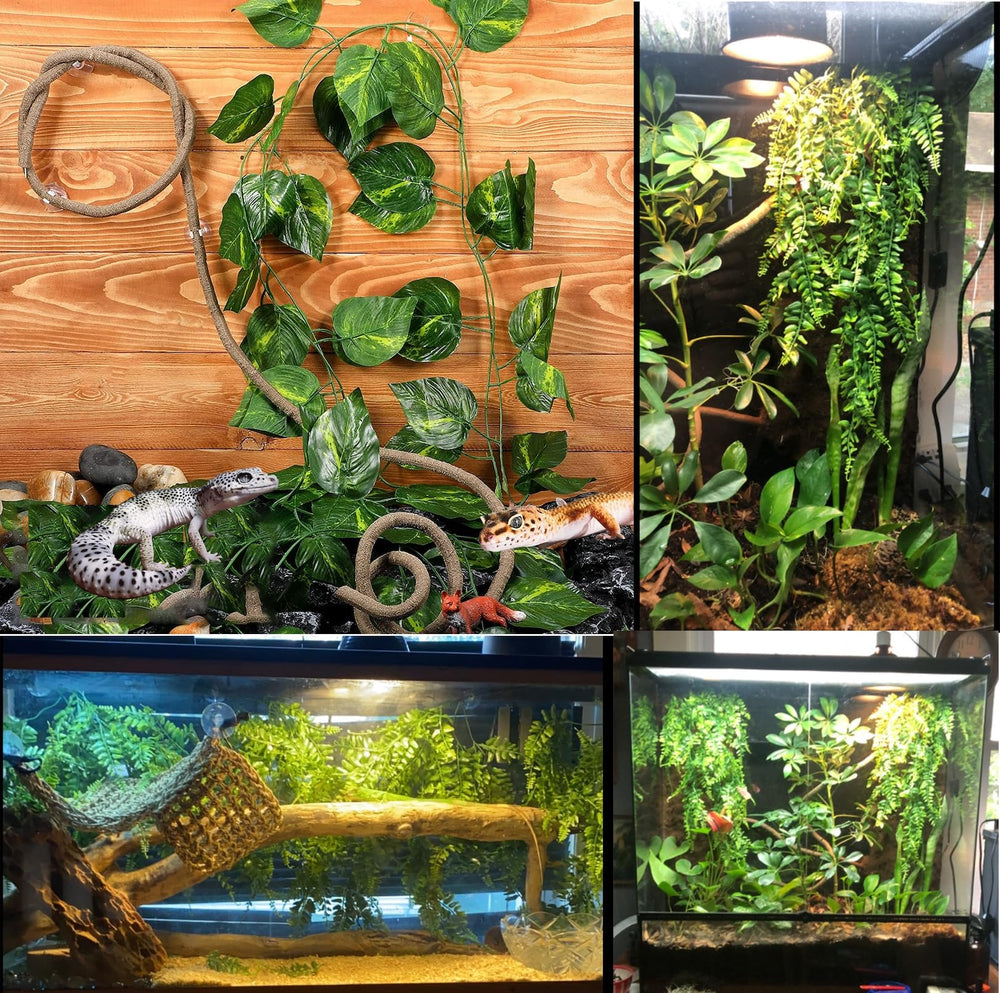Kit d’accessoires terrarium Woyrise – optimisation de l’espace et d’enrichissement.