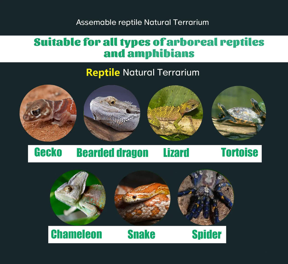 Woyrise Tillandsia : compatible avec plusieurs espèces de reptiles.