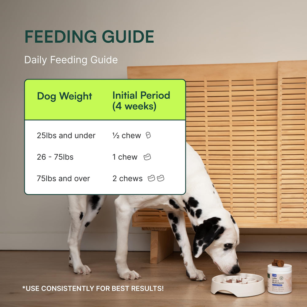 Chien senior en mouvement, soutien nutritionnel potentiel avec Wuffes.