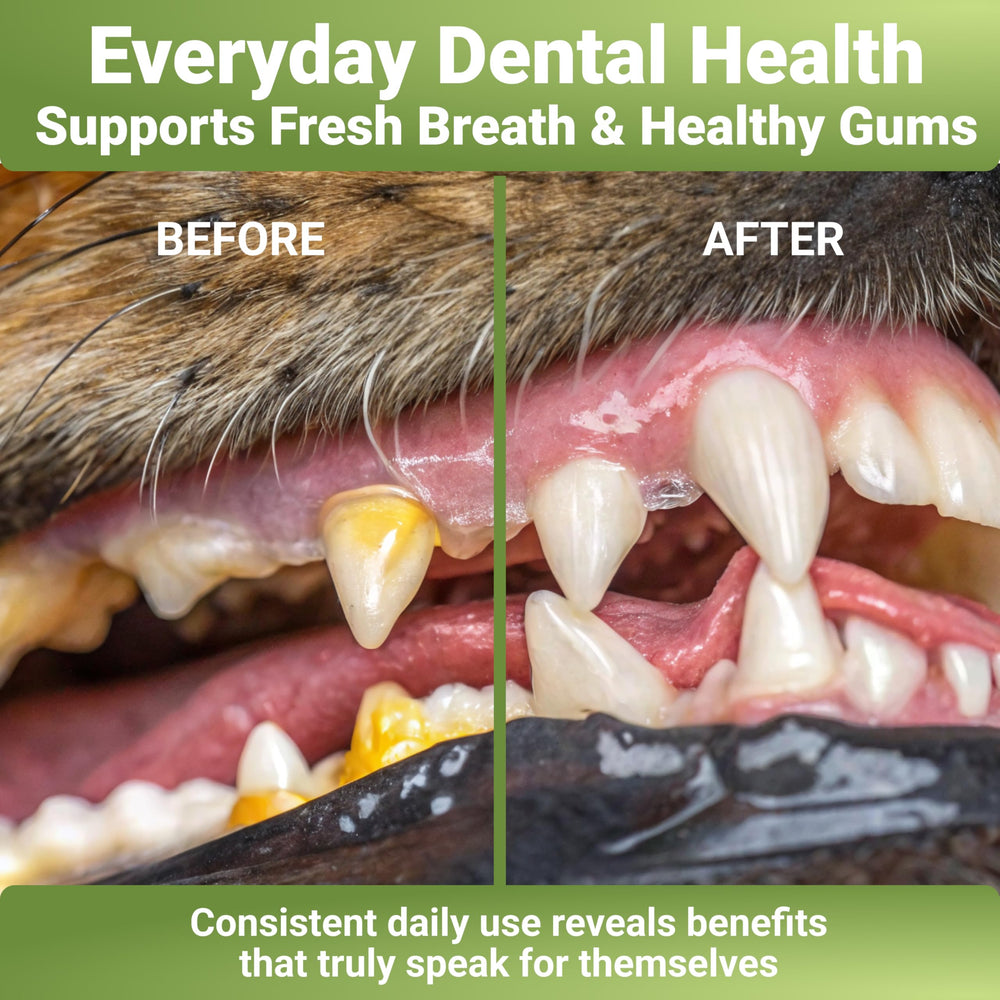 Ingrédients naturels WuffWell pour une hygiène bucco-dentaire douce chez le chien.