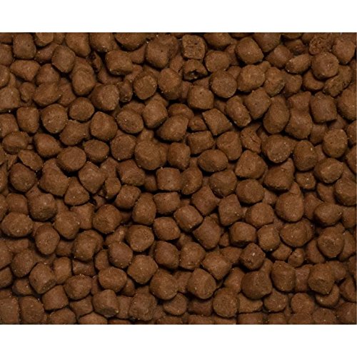 Wysong Fundamentals – prébiotiques et probiotiques inclus pour une digestion confortable.