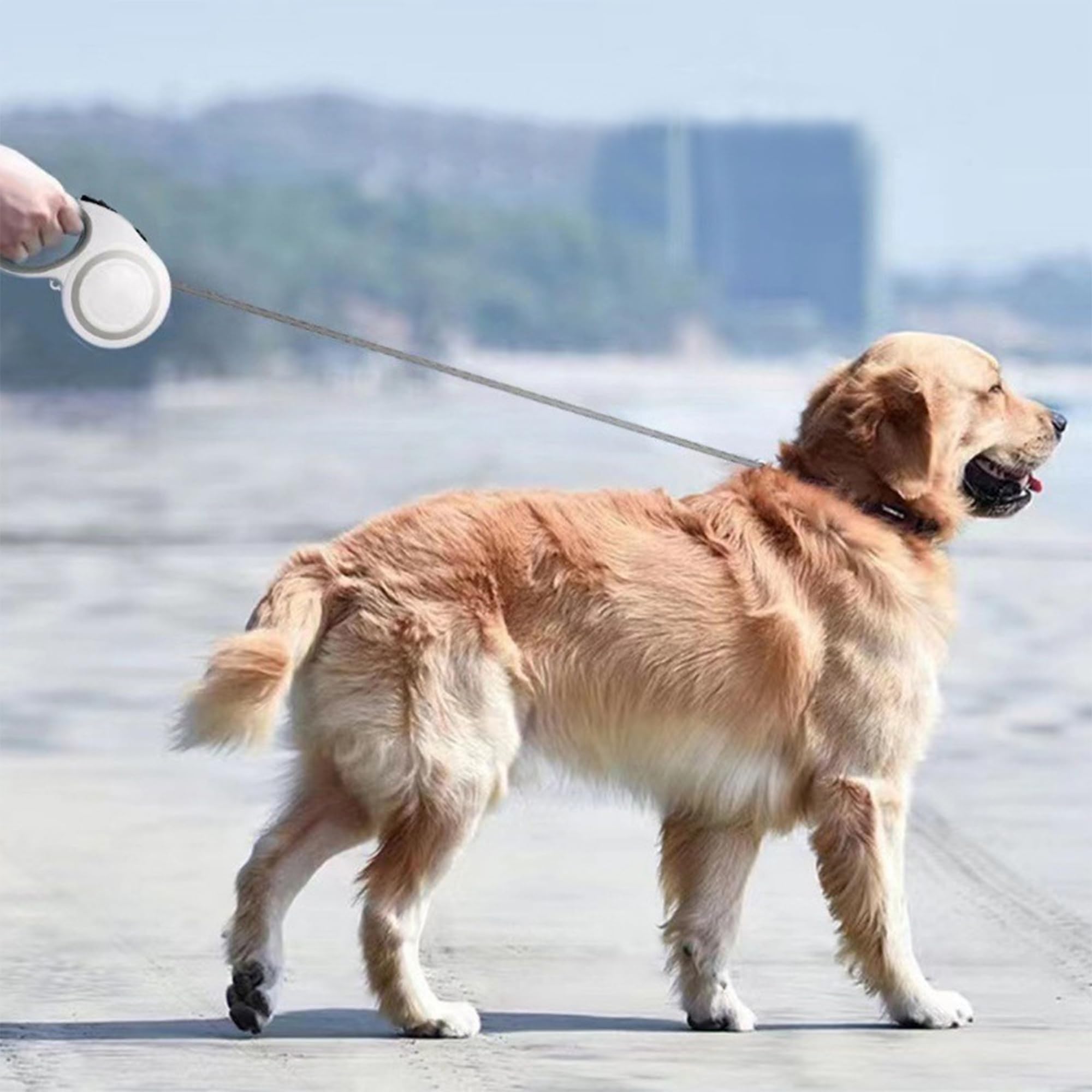 Idéale pour chiens jusqu’à 66 livres lors des sorties en ville et parcs