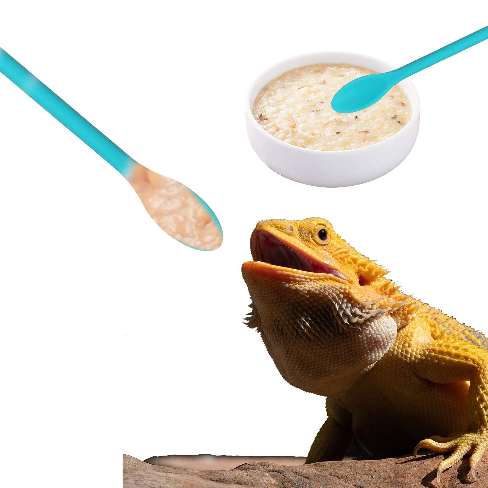 Conception ergonomique Xelsluthe pour reptiles et animaux domestiques