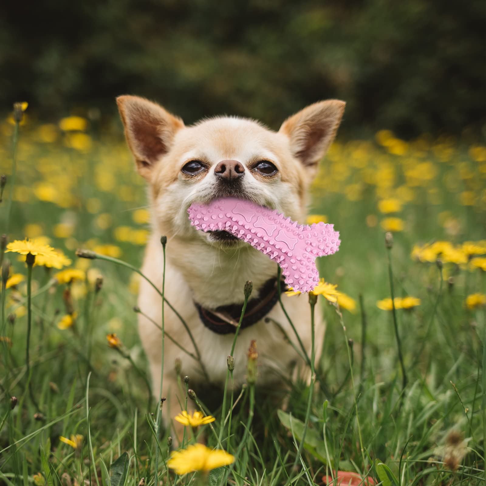 Tests de sécurité XGDMEIL sur animaux, qualité et fiabilité rose.