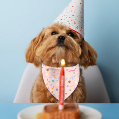 Bandana XGXHZYLC anniversaire double-face pour chat, look mignon et festif.