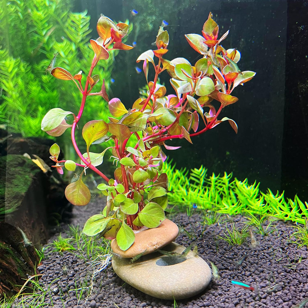 XIOFU Poids: aménagement aquariophile avec design naturel.