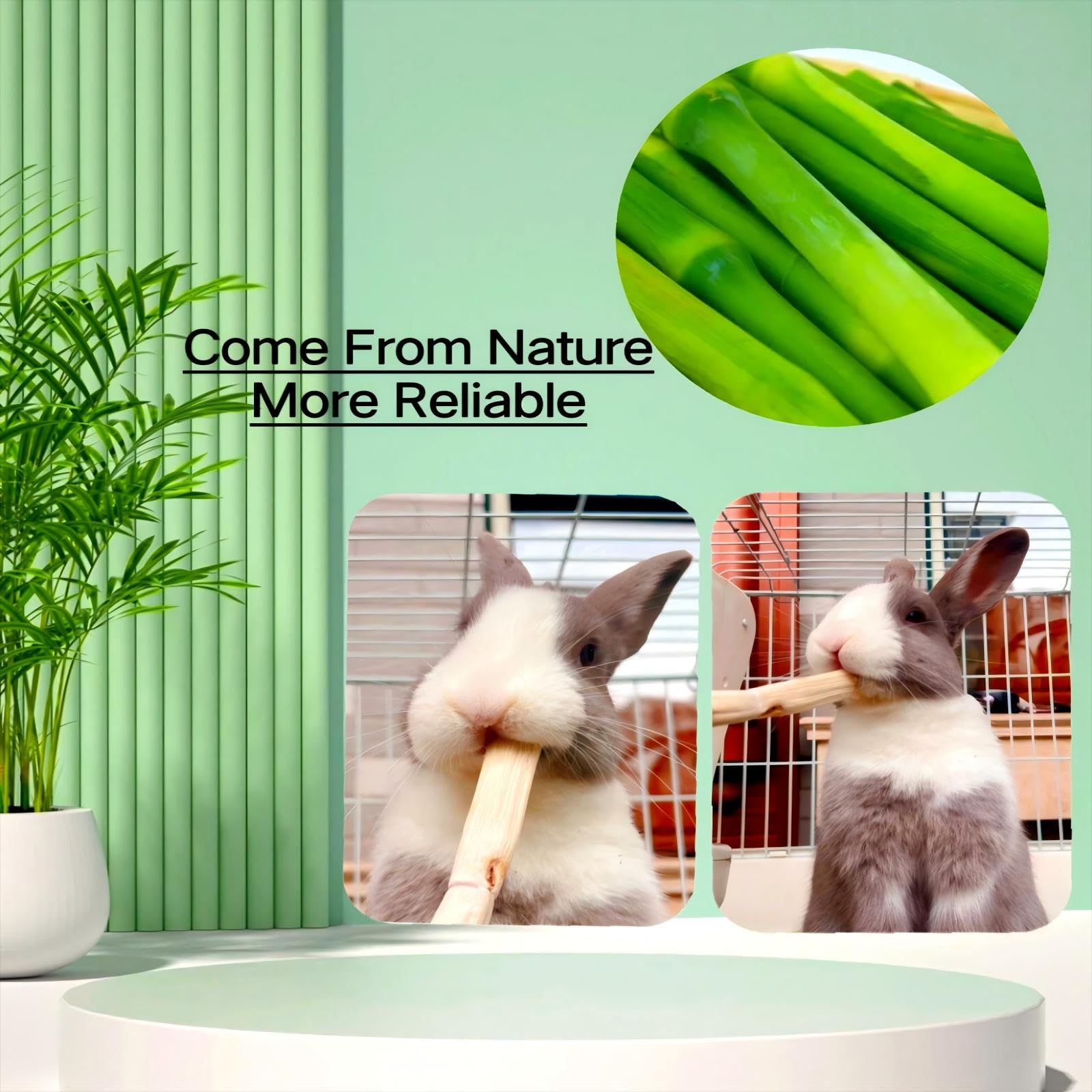 XLpeixin bâtonnets en bambou pour cochon d’Inde, fibres naturelles et plaisir de mâcher.