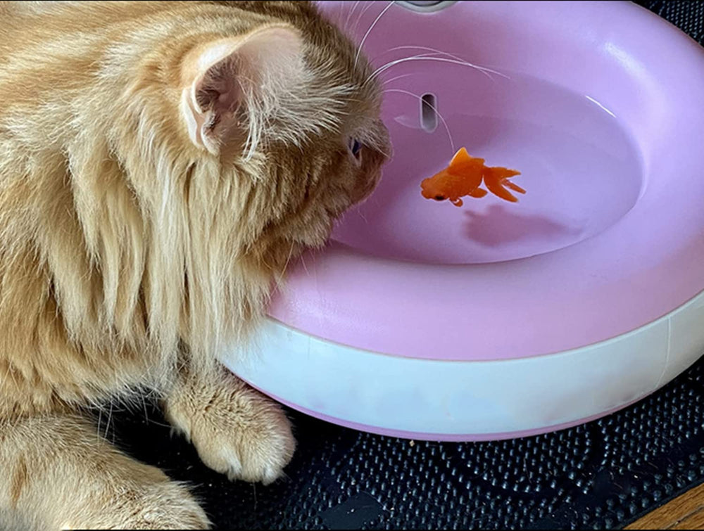 XMHF poissons rouges artificiels orange, illustration de leur flottement dans le courant.