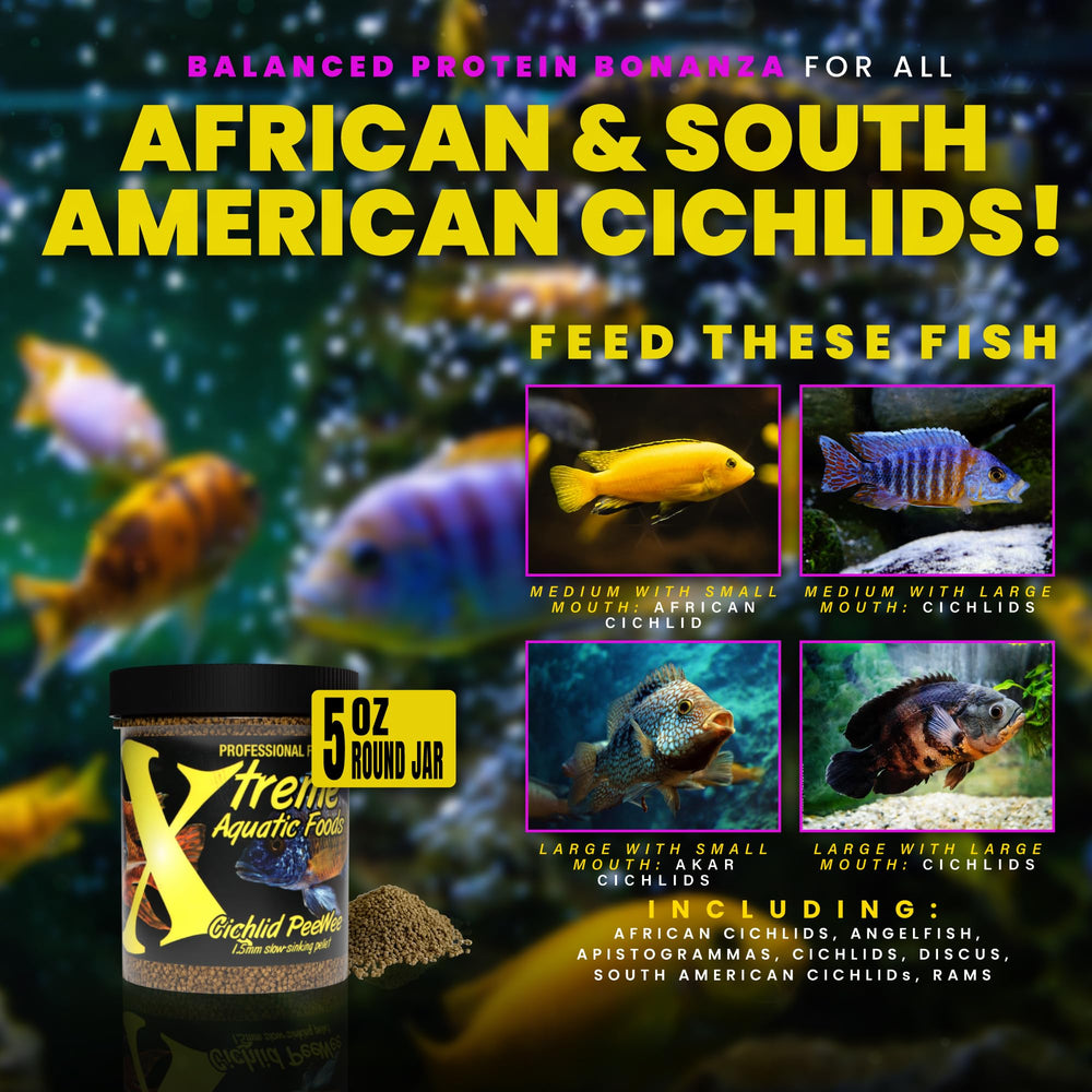 Nourrissage des cichlides avec Peewee, Xtreme Aquatic Foods, format 1,5 mm.