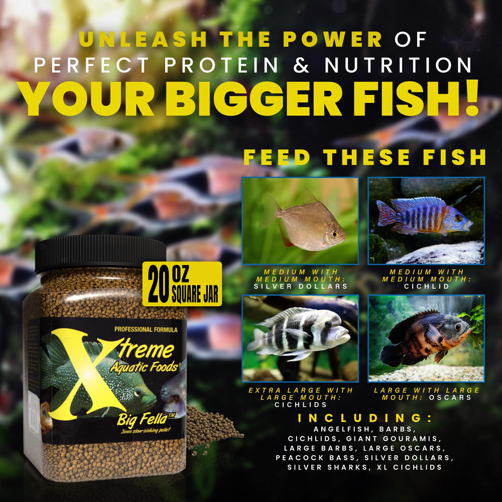 Spiruline ferme USA dans Xtreme Big Fella pour couleur naturelle.