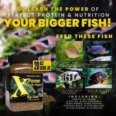 Spiruline ferme USA dans Xtreme Big Fella pour couleur naturelle.