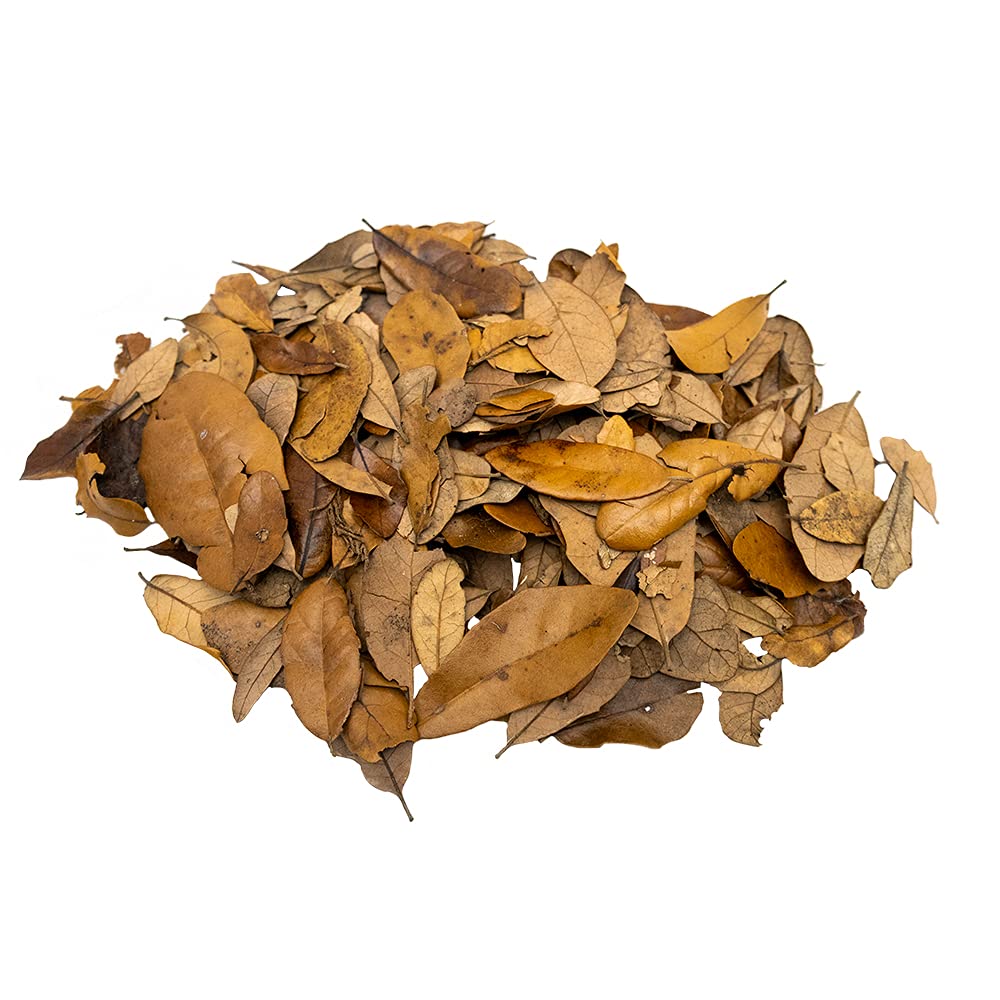 XYZReptiles litière feuilles de chêne vivantes, seau galon, nourrissant et protégeant les isopodes.