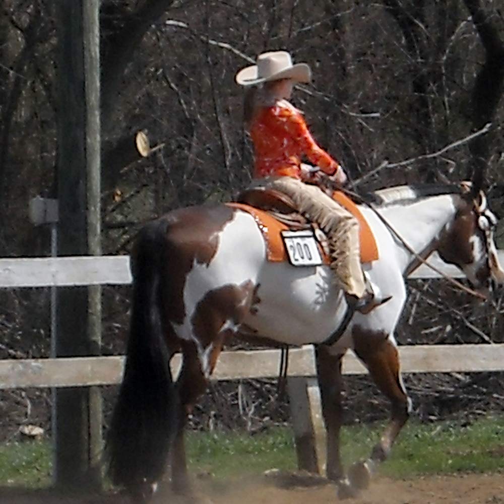 Y.J TAILS extensions: apparence naturelle et épaisse pour chevaux de sport.