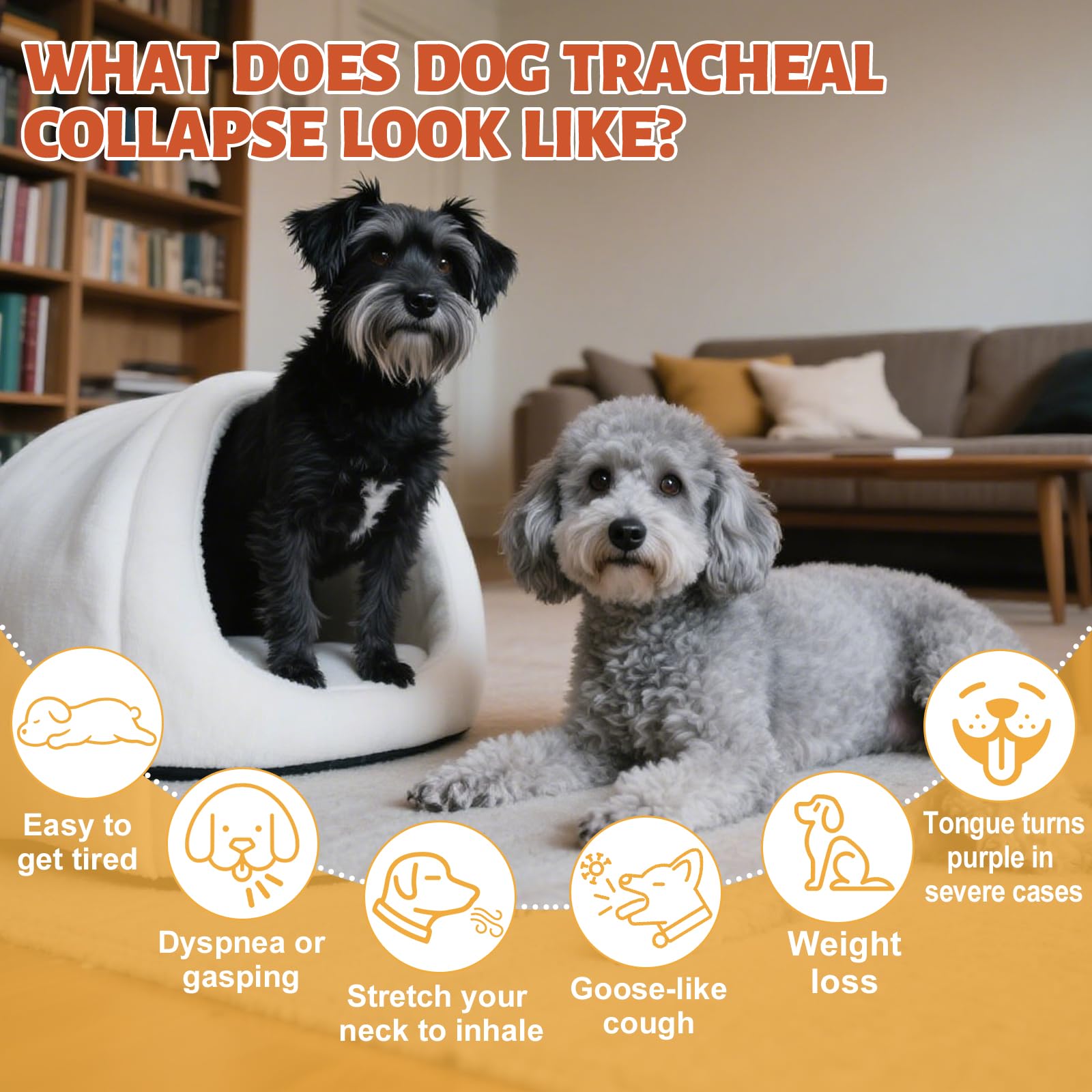 Gouttes Yakucho Trachée Chien avec doseur pour doser facilement.