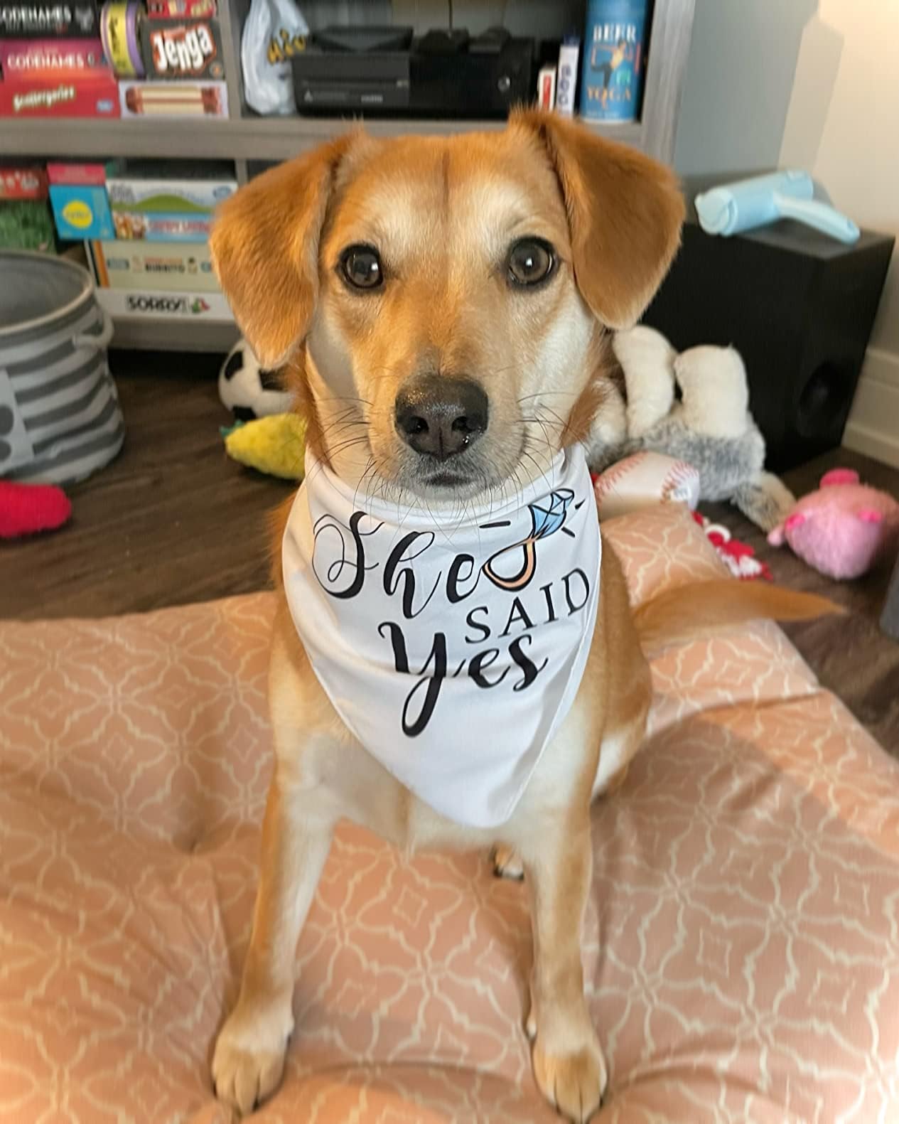 Ensemble deux pièces Yangmics Direct Bandana chien – pratique et prêt à porter