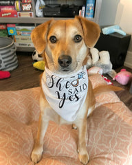 Ensemble deux pièces Yangmics Direct Bandana chien – pratique et prêt à porter