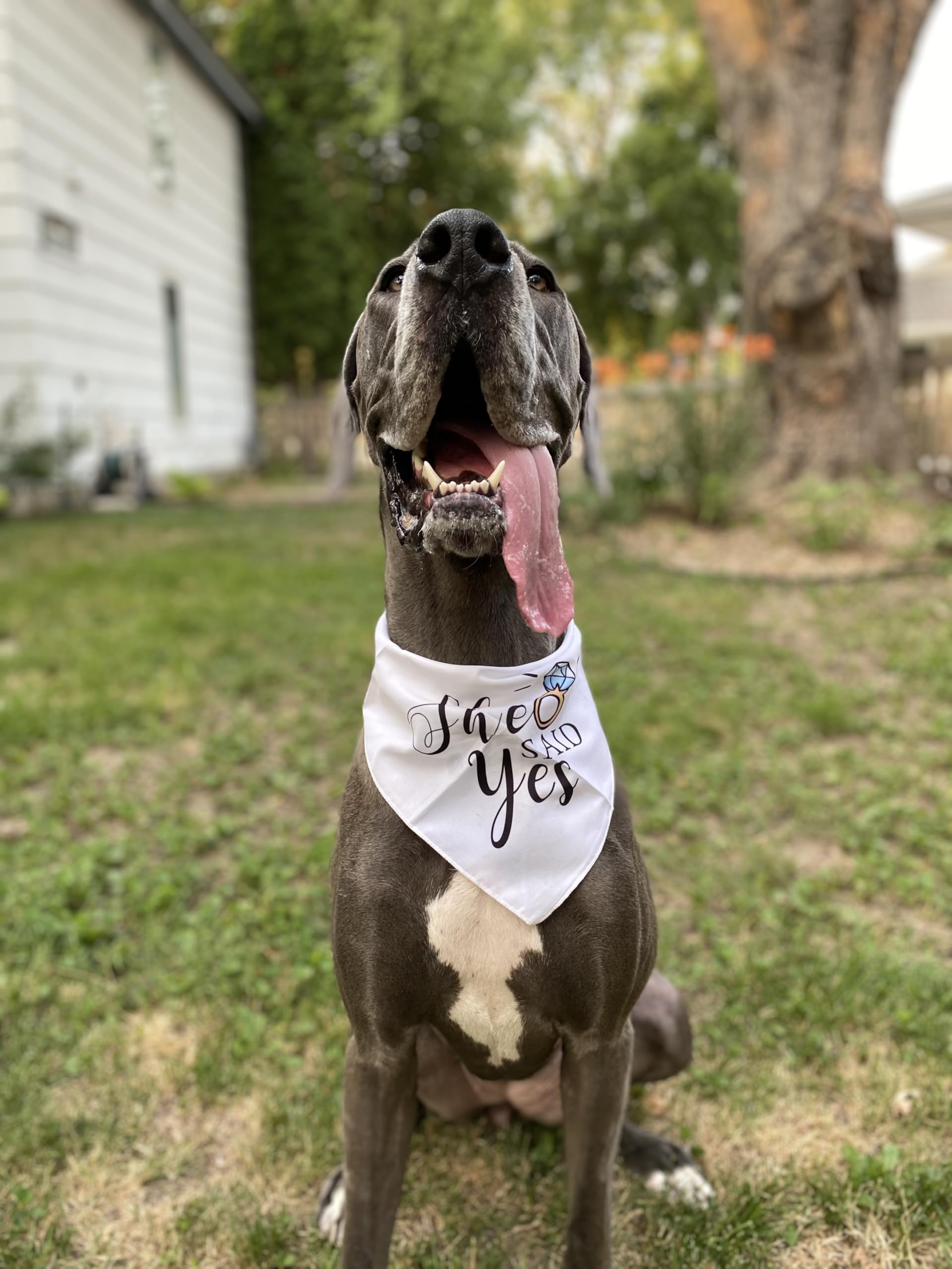Bandana mariage canin Yangmics Direct – prêt pour séance photo