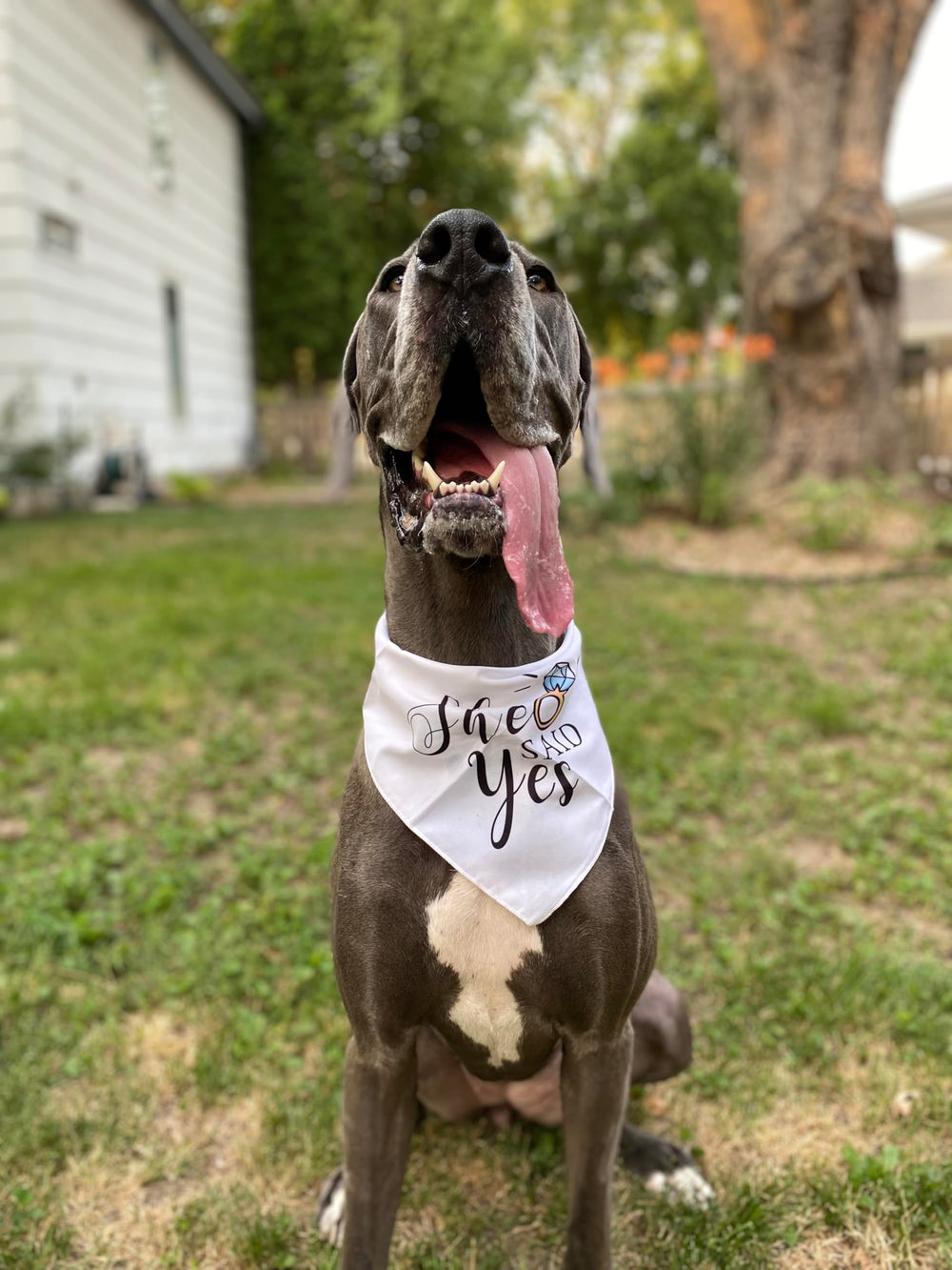 Bandana mariage canin Yangmics Direct – prêt pour séance photo
