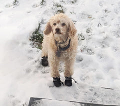 YAODHAOD bottes chien antiderapante semelle offre stabilité sur sols intérieurs.
