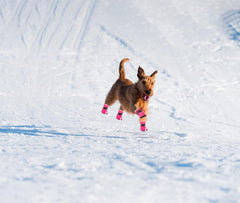 YAODHAOD bottes chien semelle antidérapante pour plus de sécurité