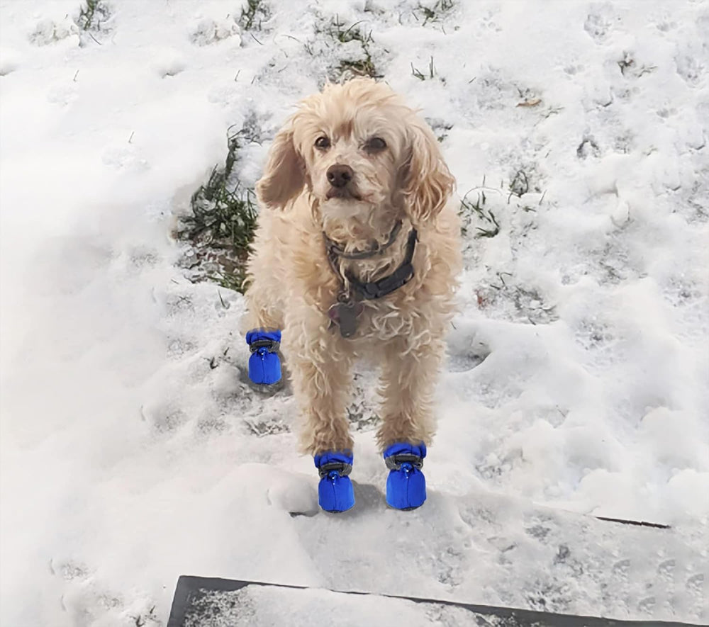 Yaodhaod bottes chien petit bleu usage intérieur et protection sols
