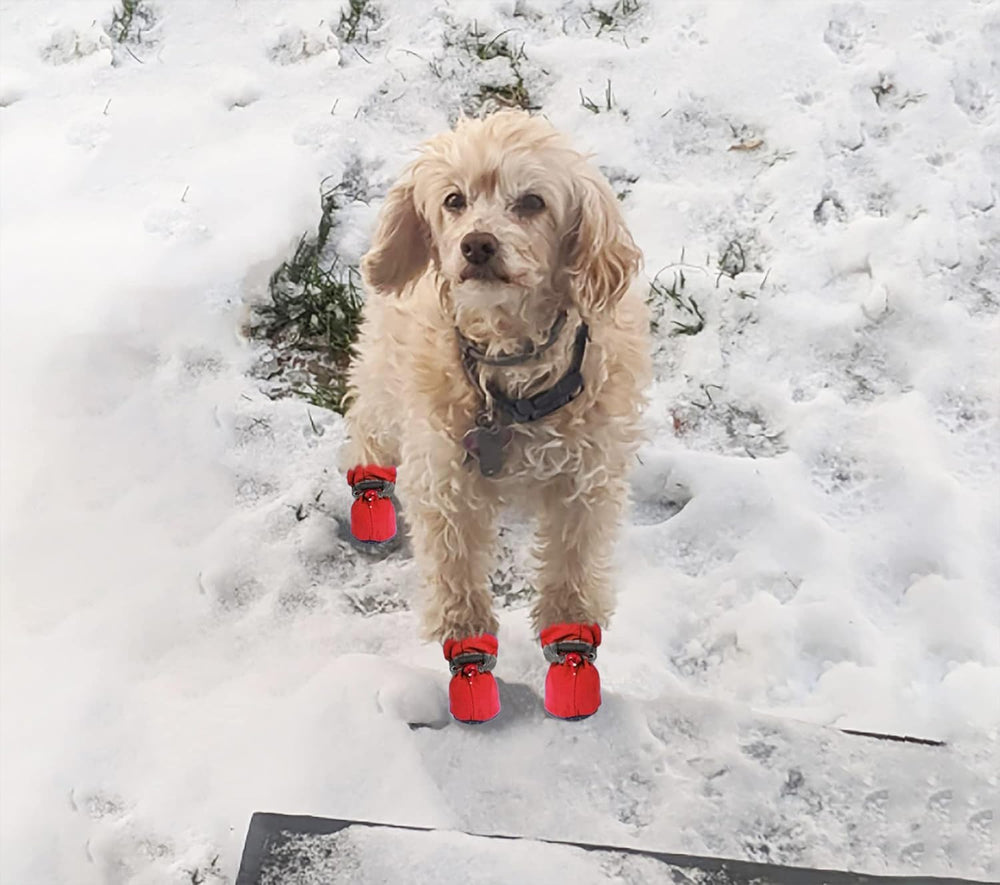 Exemple chien petit comme un chihuahua portant les bottes Yaodhaod.