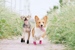 YAODHAOD chaussons chien hiver – vue semelle, adhérence améliorée sur carrelage et sable.