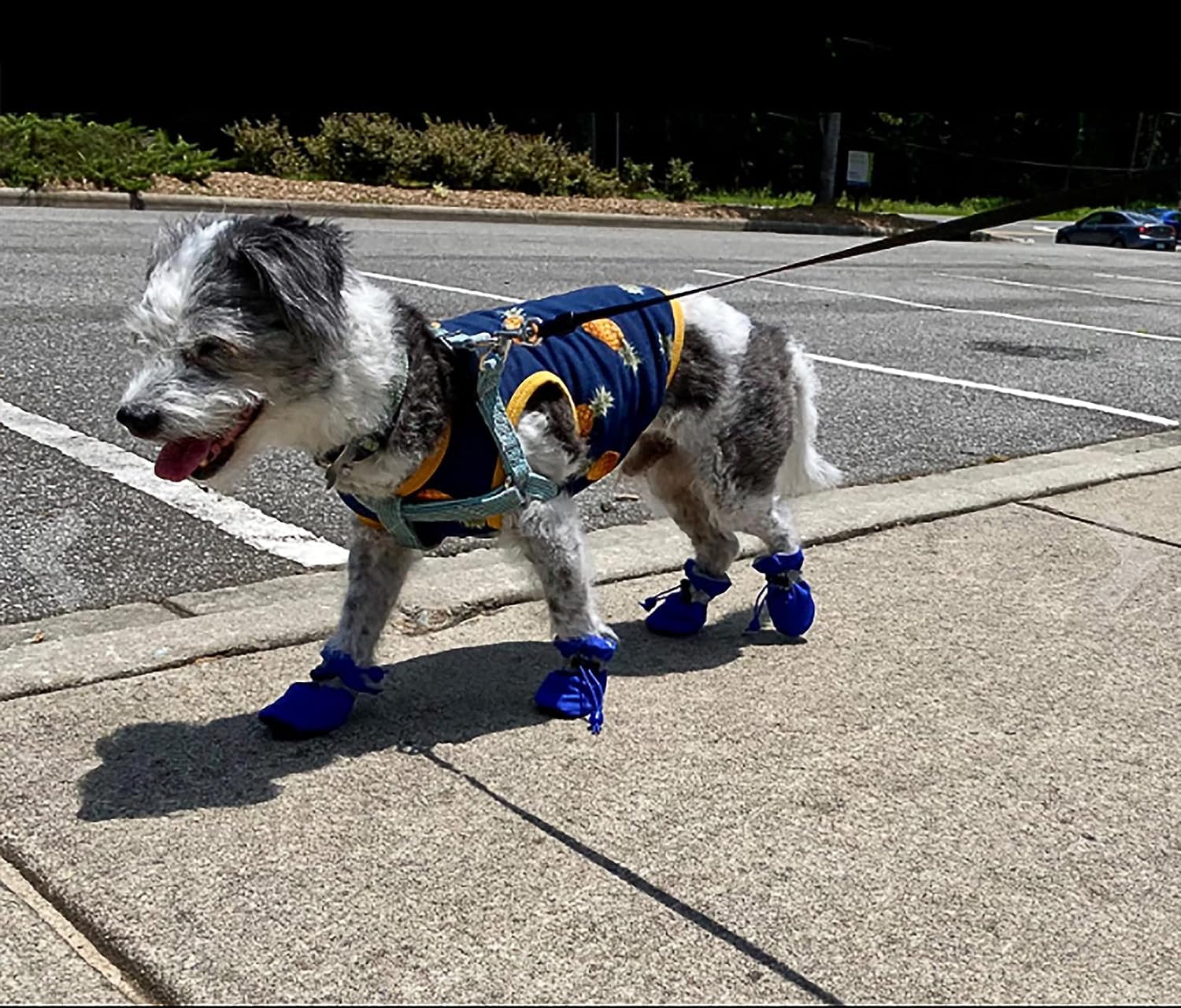 YAODHAOD chaussures chien petit bleu — vue latérale, stabilité et sécurité.