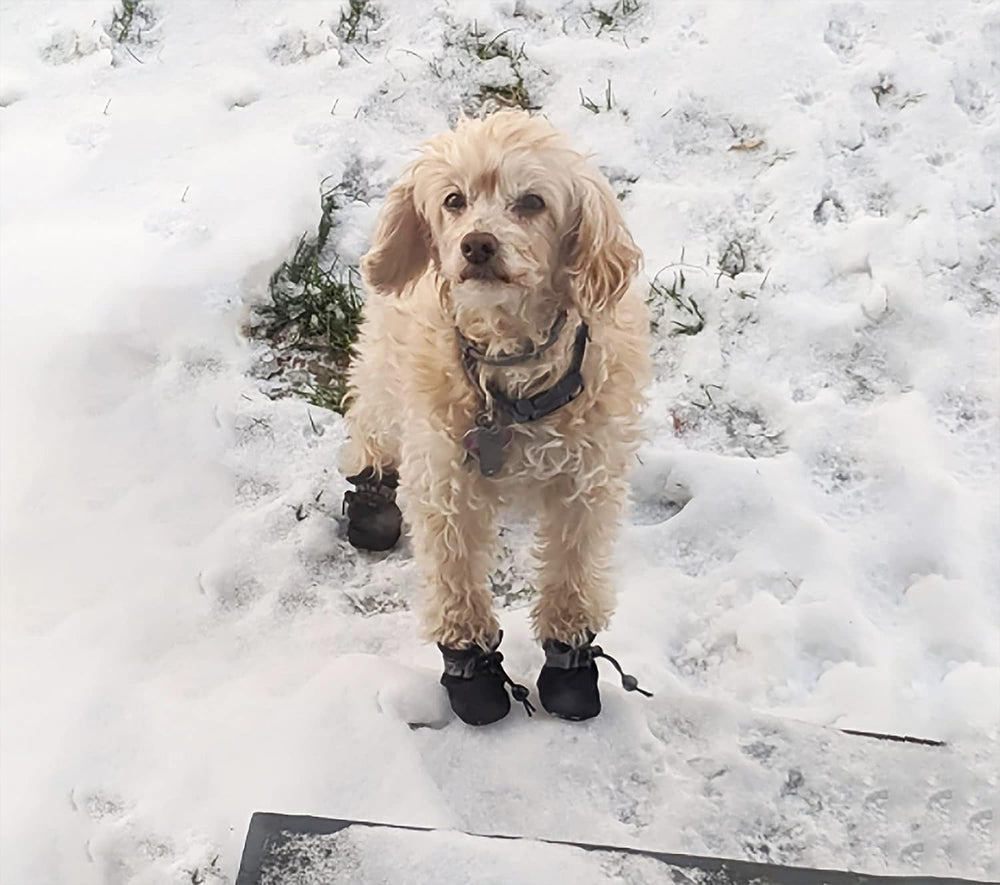 YAODHAOD chaussons chien petit avec doublure douce et confort