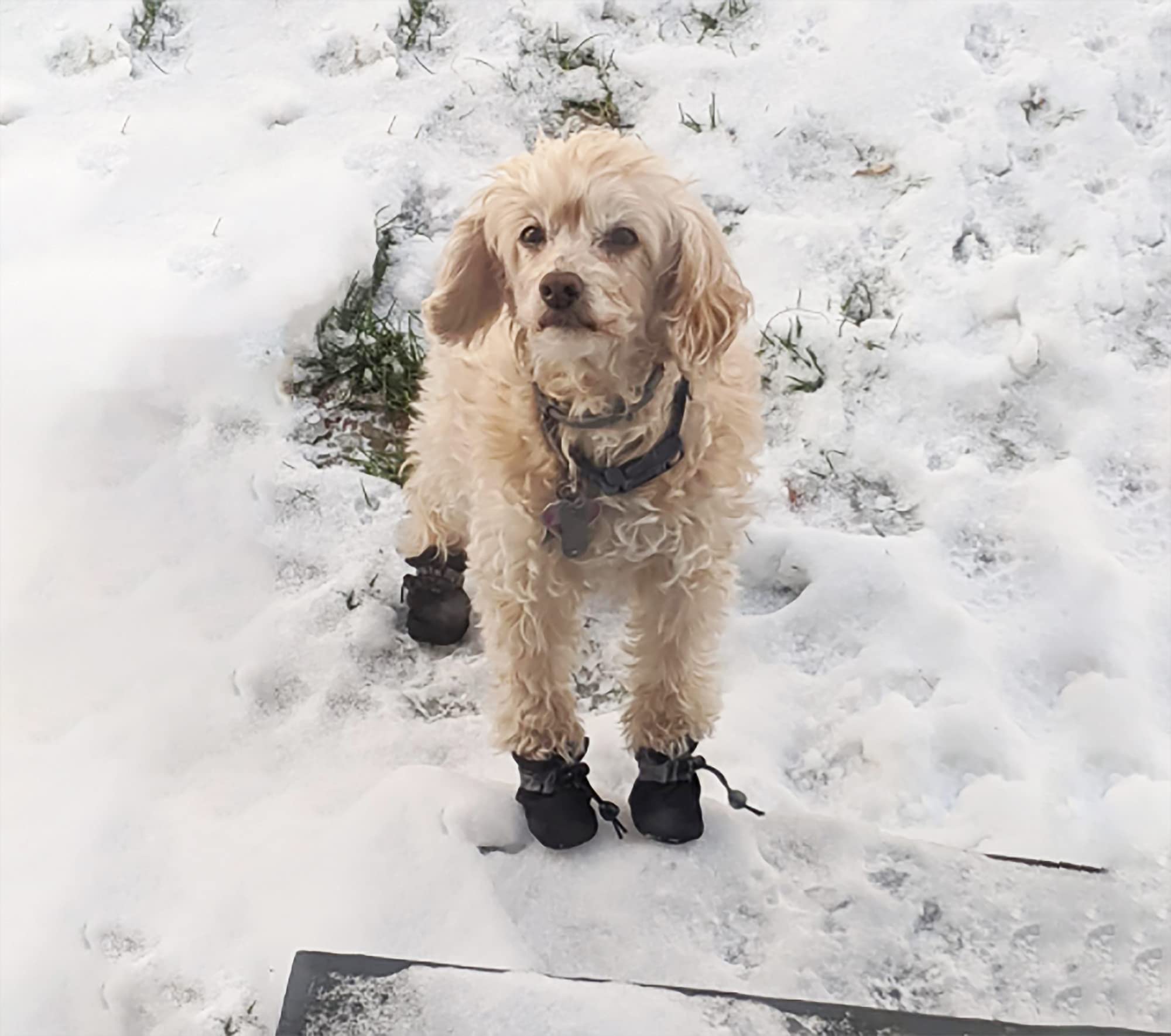 YAODHAOD chaussons chien petit entretien facile et lavage en machine