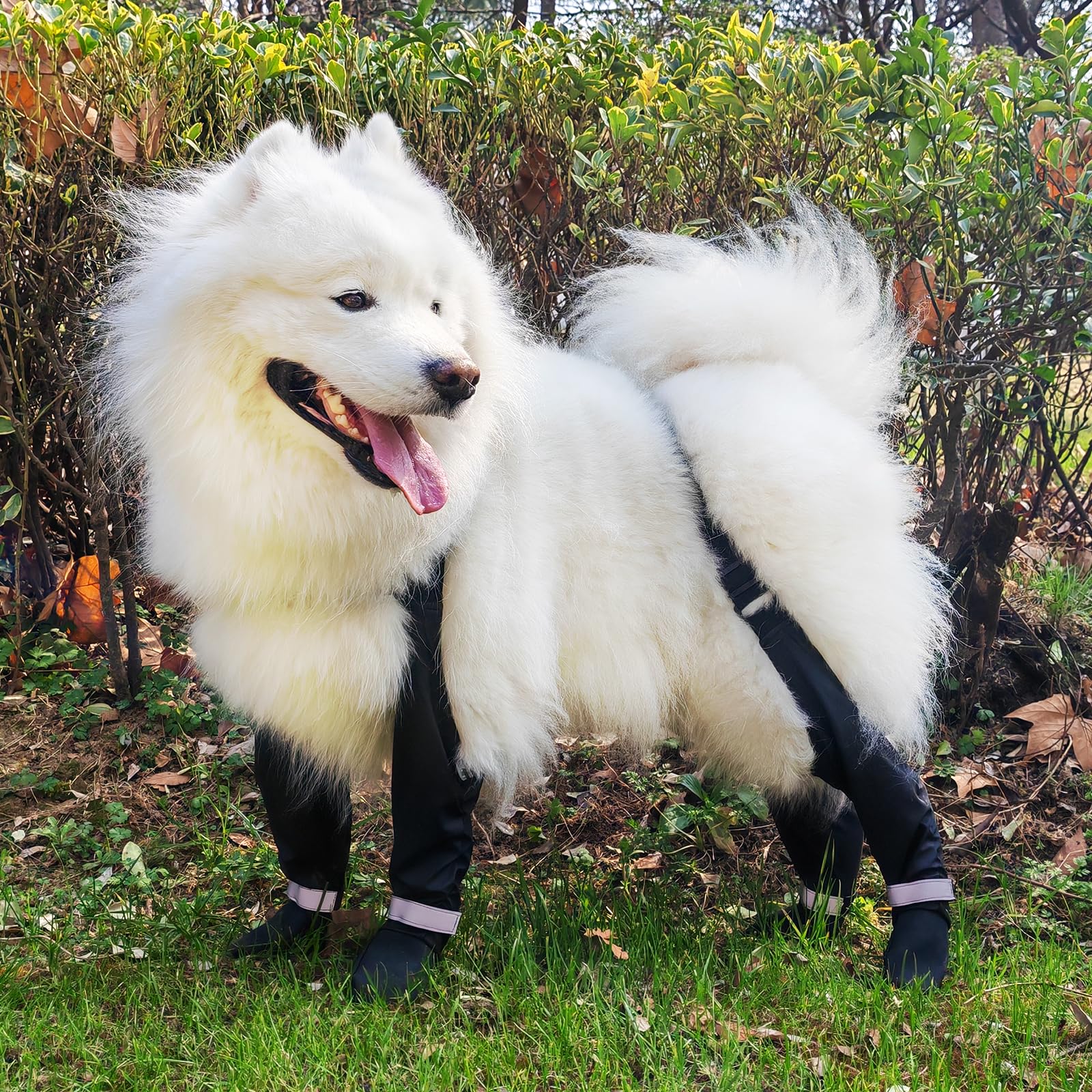 YAQUHO processus d'adaptation doux pour que le chien accepte les bottes.