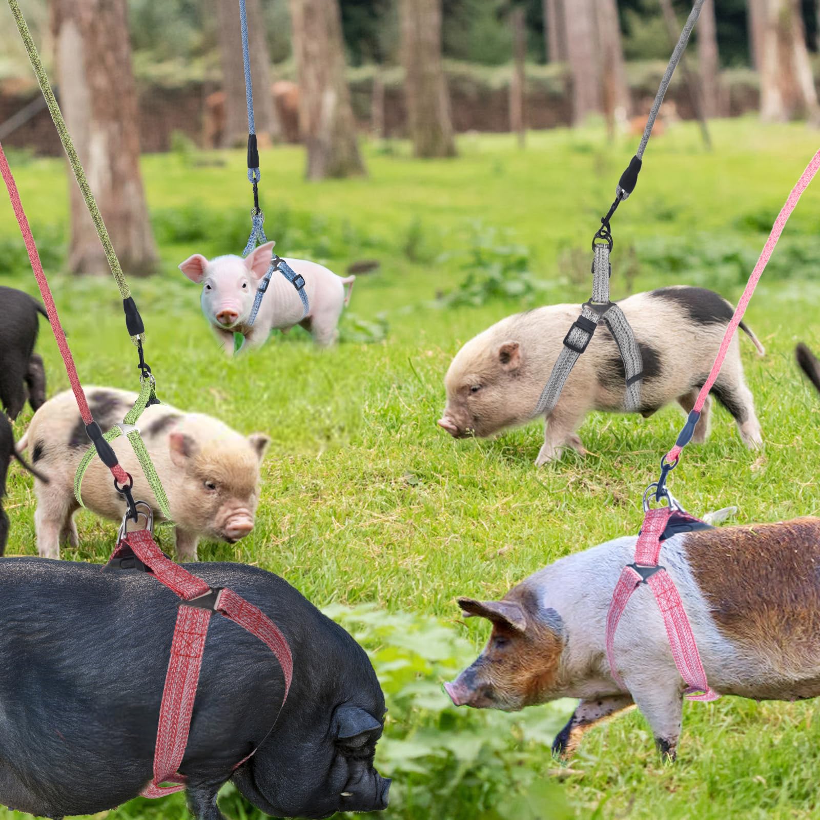 Laisse infini YeeBeny porcs rose, longueur ajustable pour jogging.
