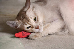 YEOWWW! Catnip Crayon en action: parfait pour les jeux de battement et poursuite.