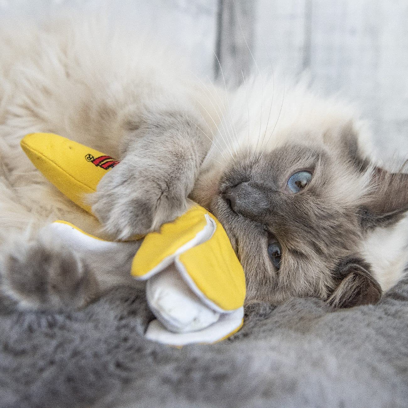 Yeowww! Chi-CAT-a jouet interactif dans le salon pour patte et poursuite.