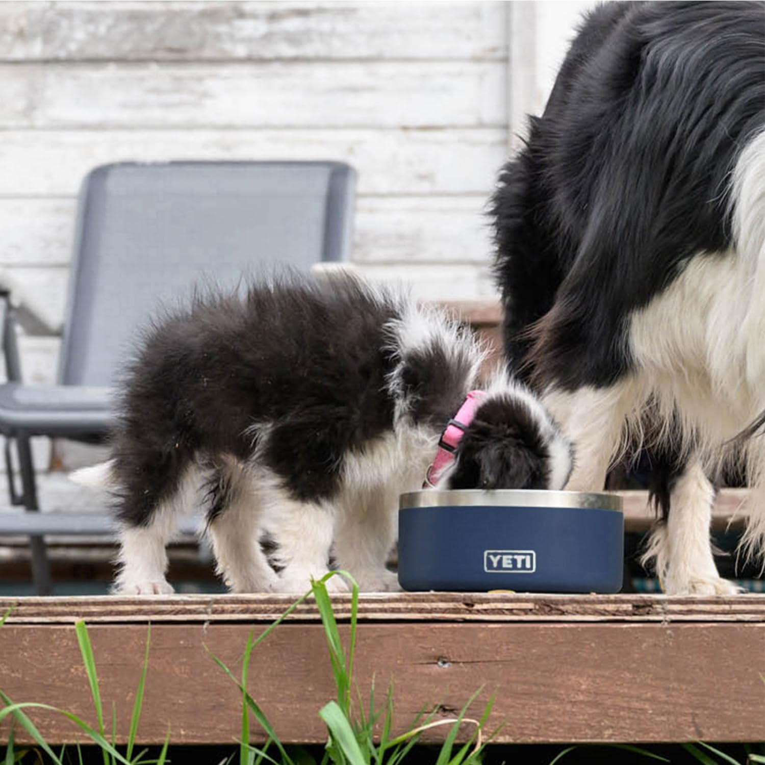 Utilisation quotidienne du bol YETI Boomer 4 pour chien actif