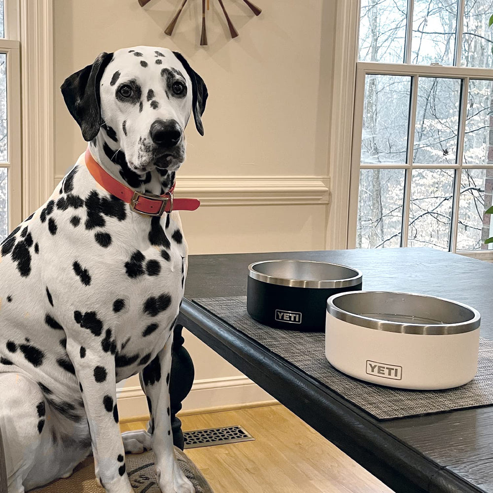 Conception robuste et durable pour chiens actifs