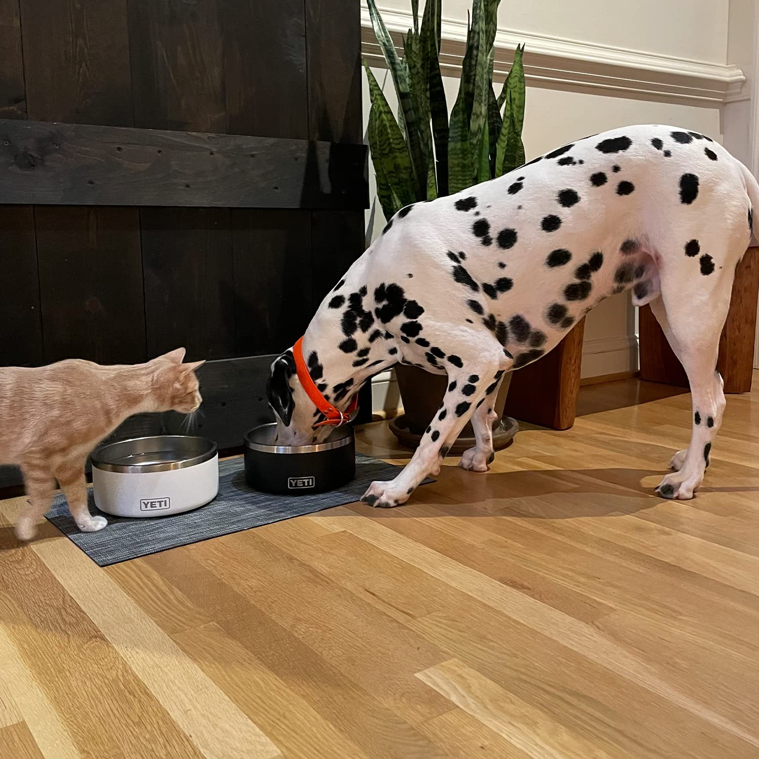 Utilisation quotidienne avec eau et croquettes grâce au Boomer 8