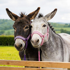 Harnais Yeyeplum mini-donkey réglable, confort accru lors des promenades.