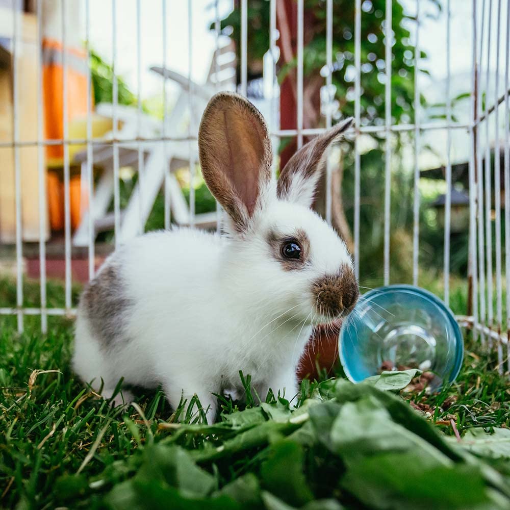 Animal profitant d'une friandise YFCACT lors d'un jeu.