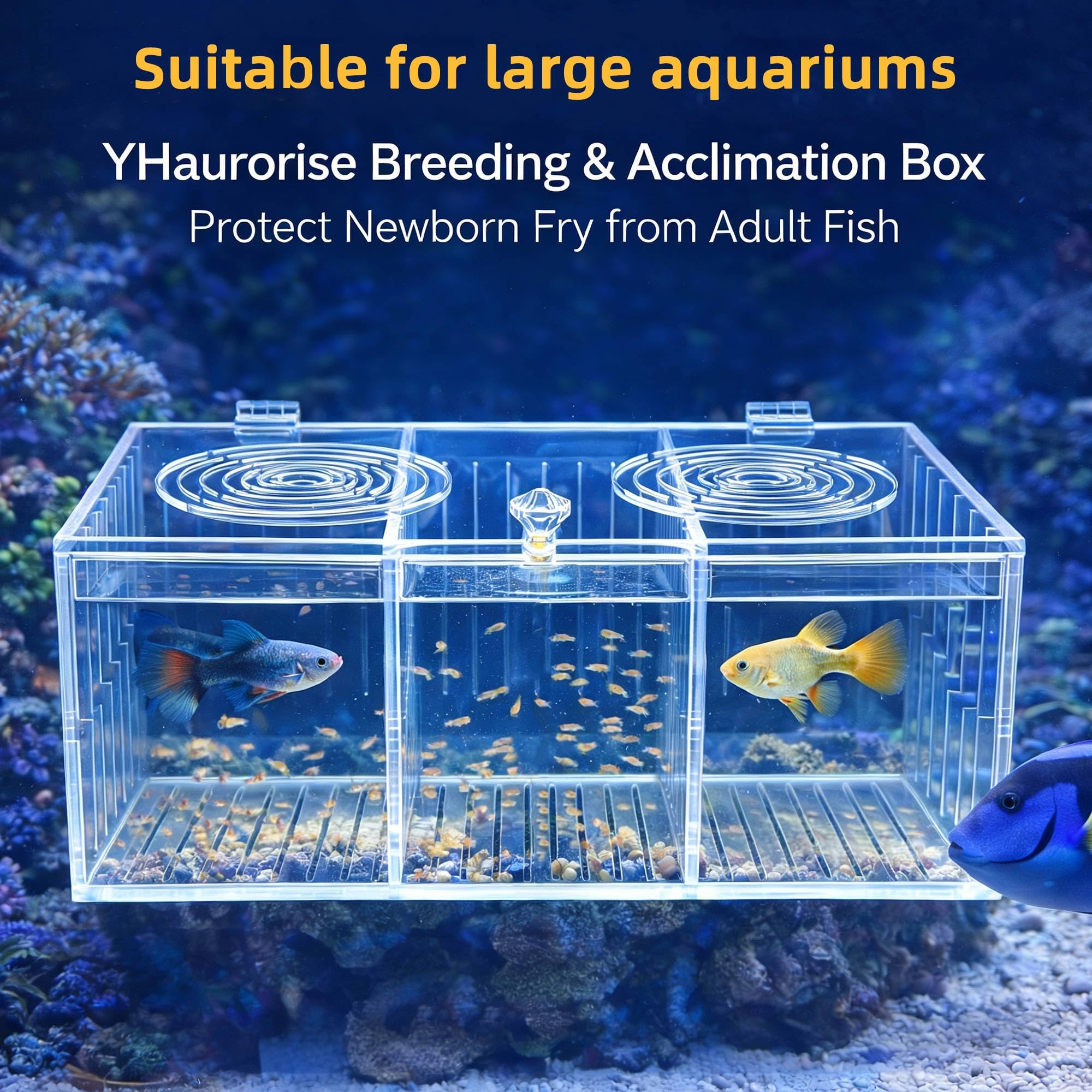YHaurorise Conception durable et transparente convient à divers poissons