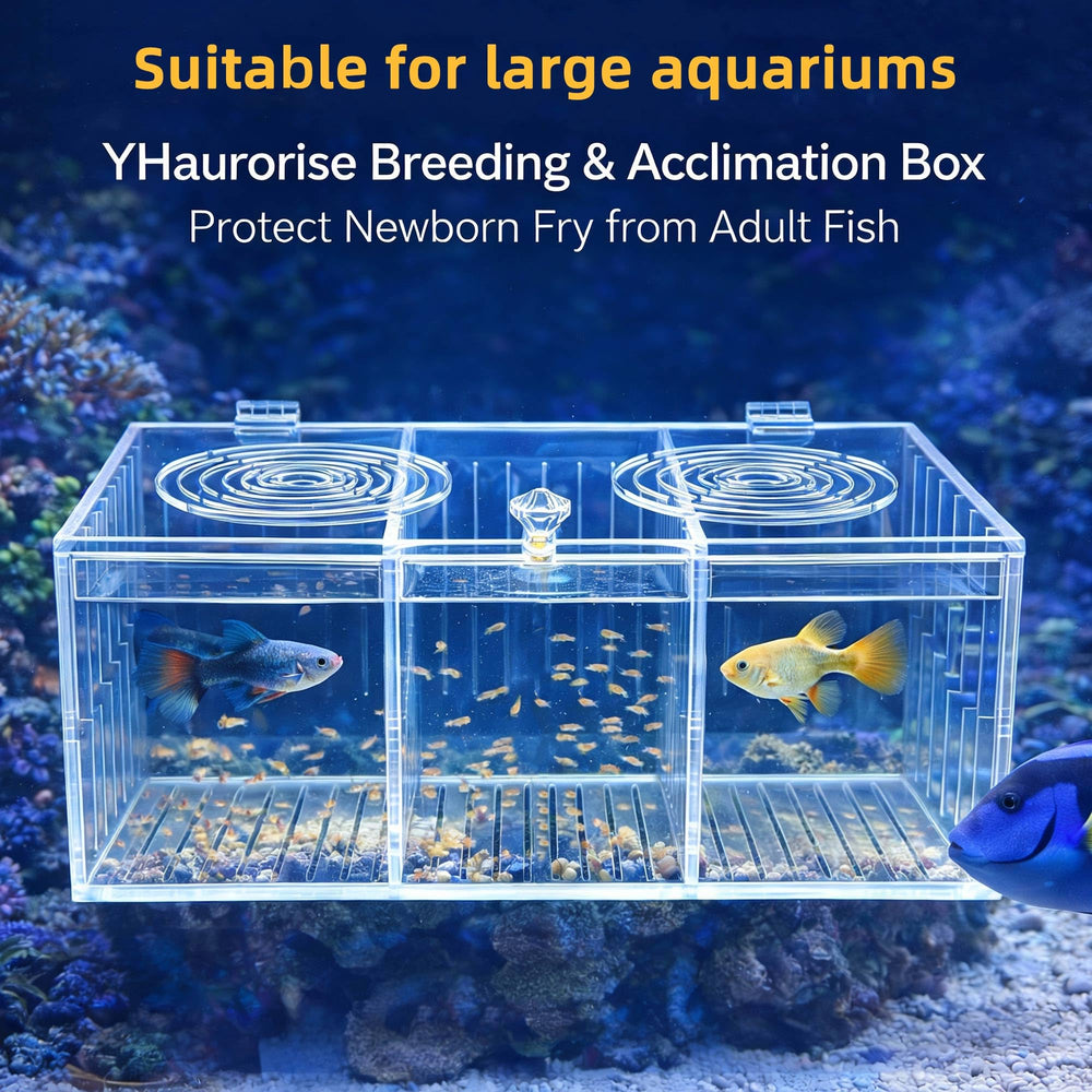 YHaurorise Conception durable et transparente convient à divers poissons