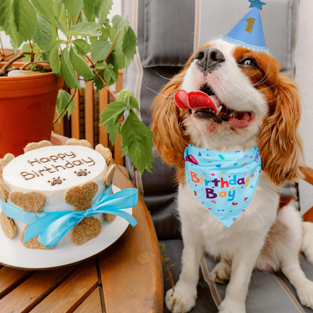 Ensemble complet Yicostar pour fête chien bleu, prêt pour les photos