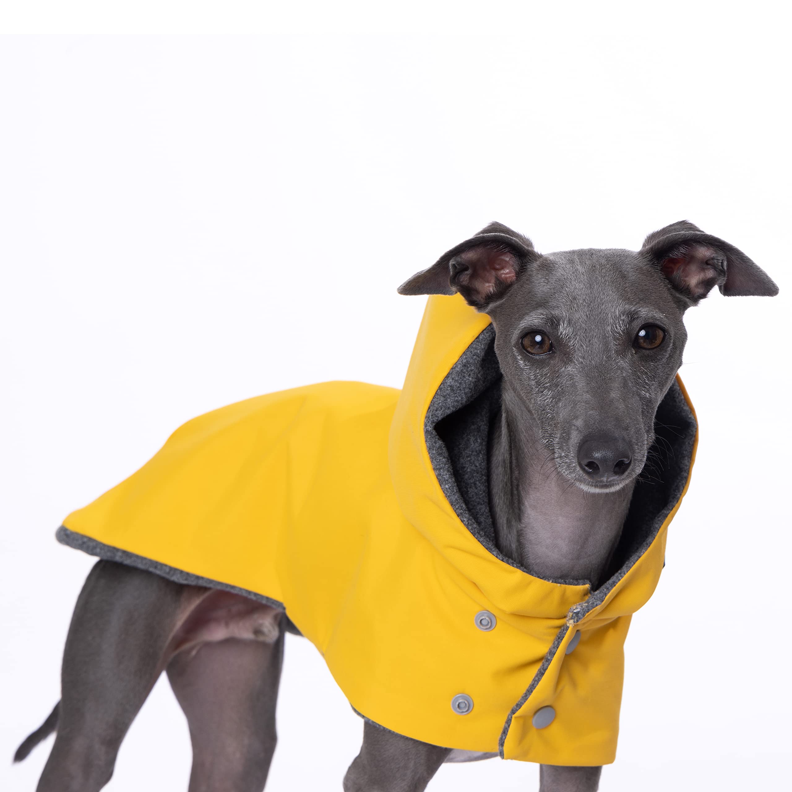 Manteau Yigi pour lévrier italien avec capuche, protège contre la pluie lors des promenades.
