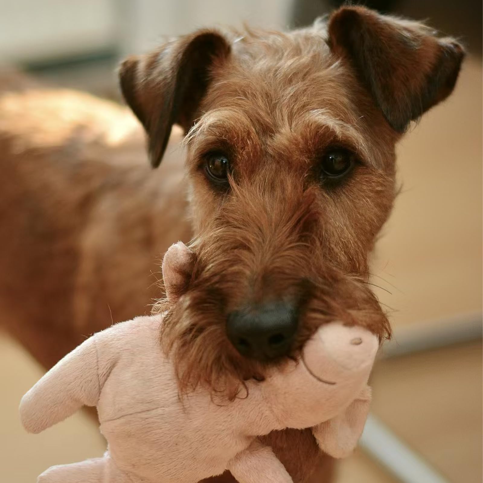 Sifflets YINCL durables pour jouets chien, 30 mm, résistance et long usage.