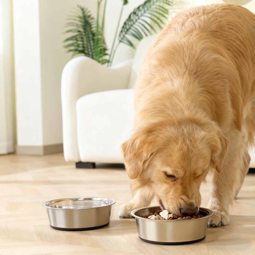 Conception durable Yingfan, simplifie les repas quotidiens du chien.