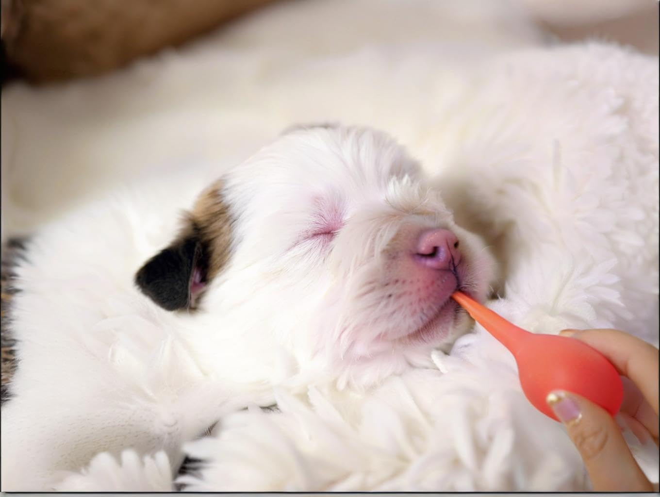 Kit Yiqianhome d'alimentation pour chiots et chatons, outil polyvalent et sûr