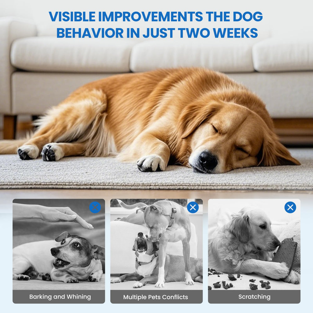 Chien détendu dans le salon – diffusion douce de Yirr pour créer un espace calme.